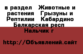  в раздел : Животные и растения » Грызуны и Рептилии . Кабардино-Балкарская респ.,Нальчик г.